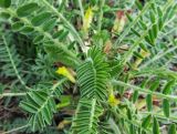 Astragalus pseudoutriger