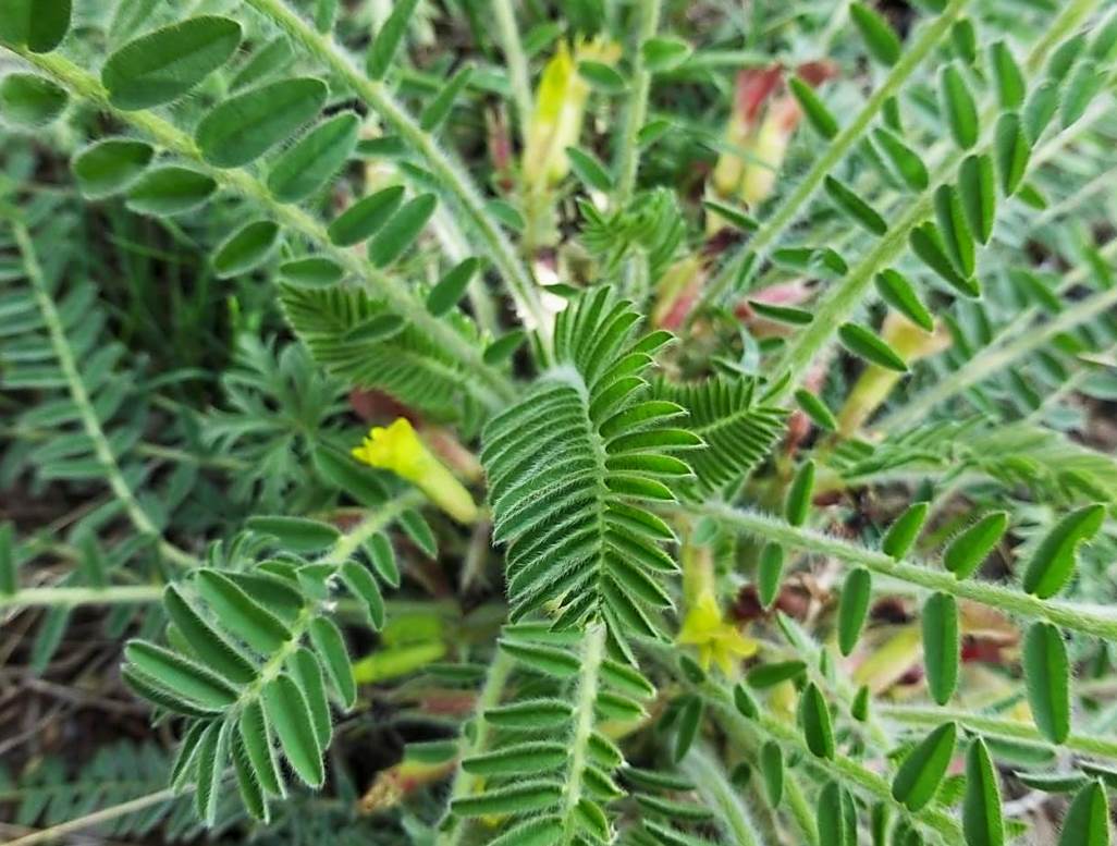 Изображение особи Astragalus pseudoutriger.