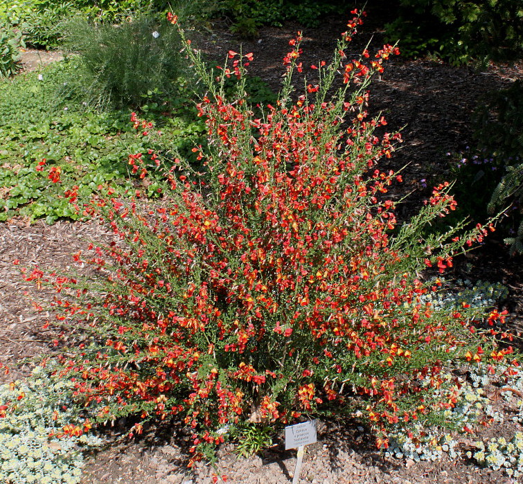 Image of Cytisus &times; praecox specimen.