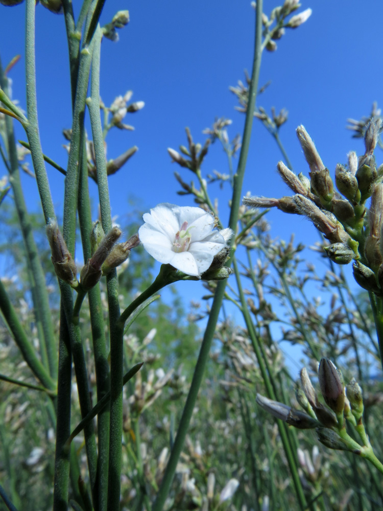 Image of Convolvulus scoparius specimen.