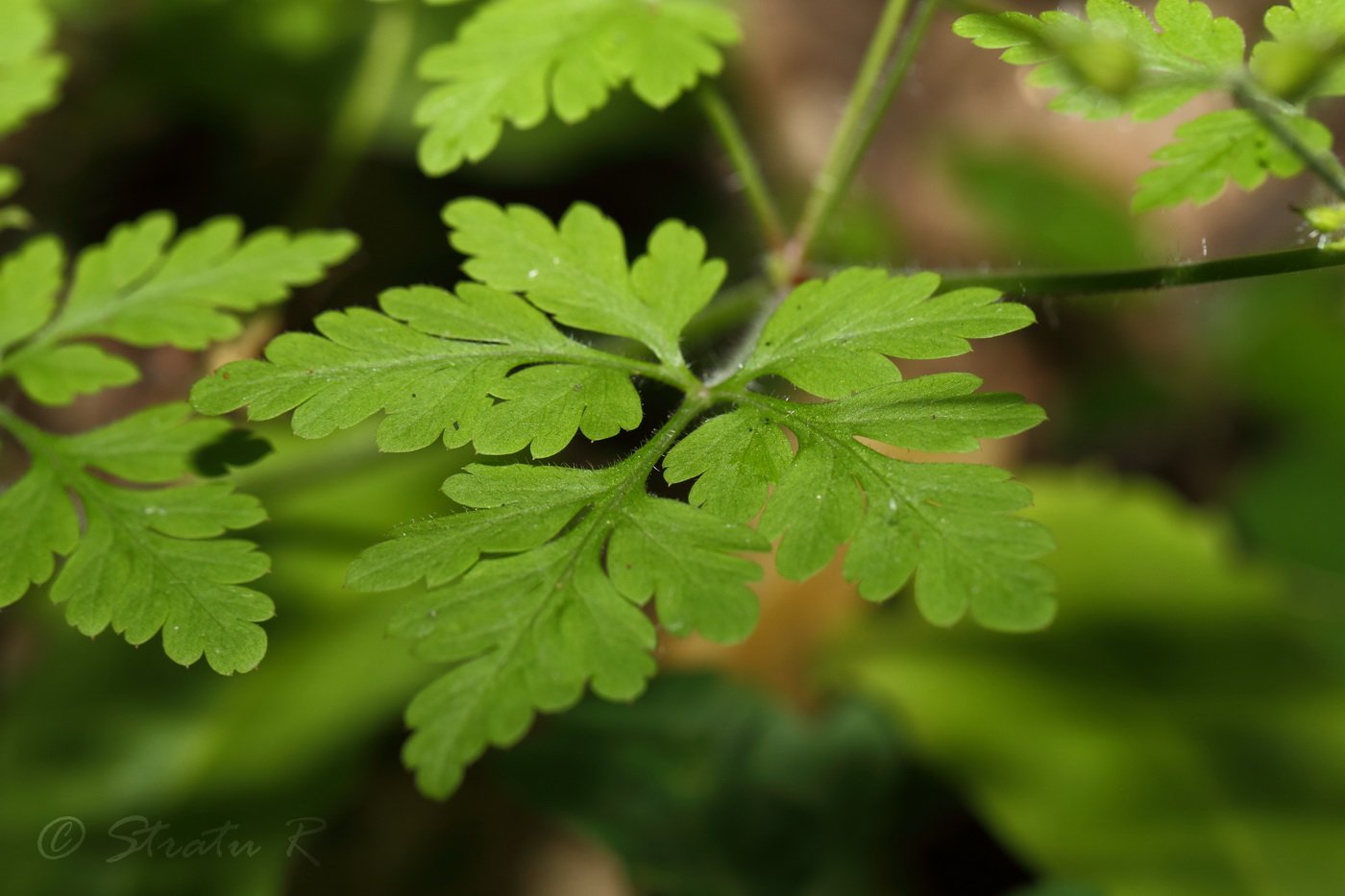Image of Geranium robertianum specimen.