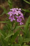 Hesperis sibirica