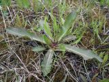 Taraxacum