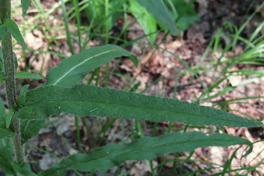 Image of Campanula cervicaria specimen.