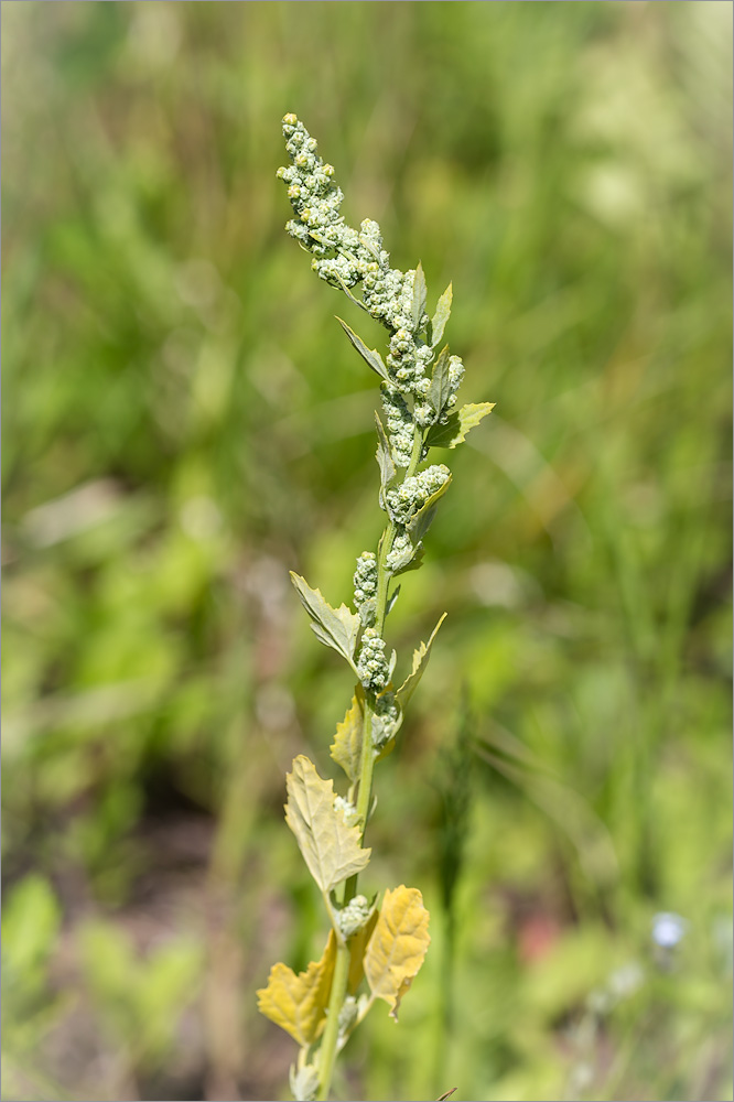 Изображение особи Chenopodium album.