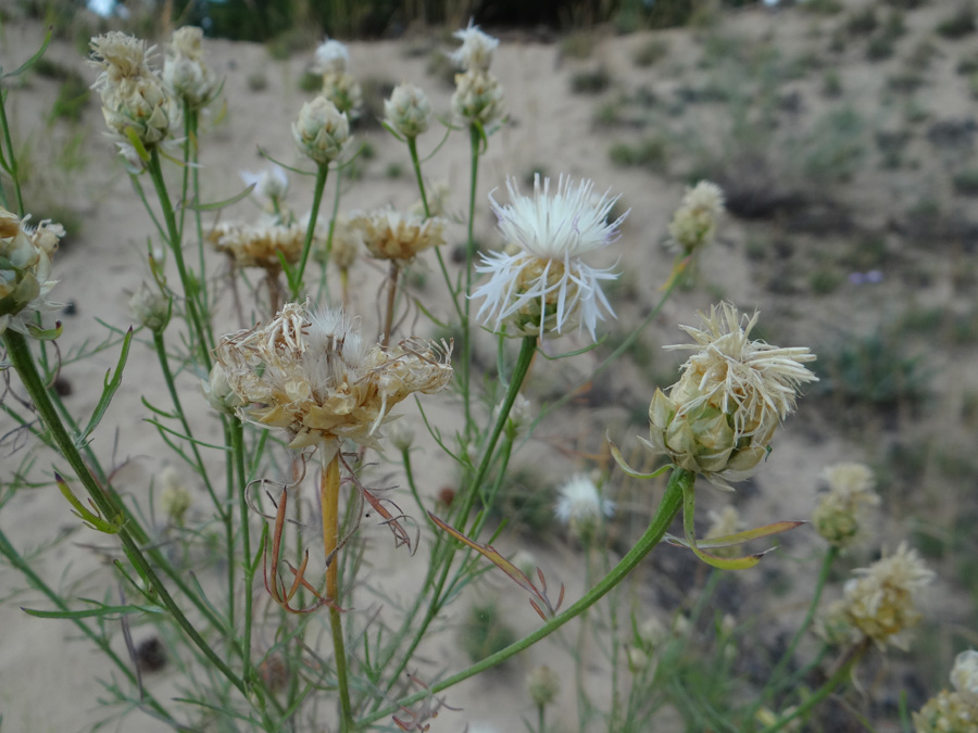 Изображение особи Centaurea appendicata.