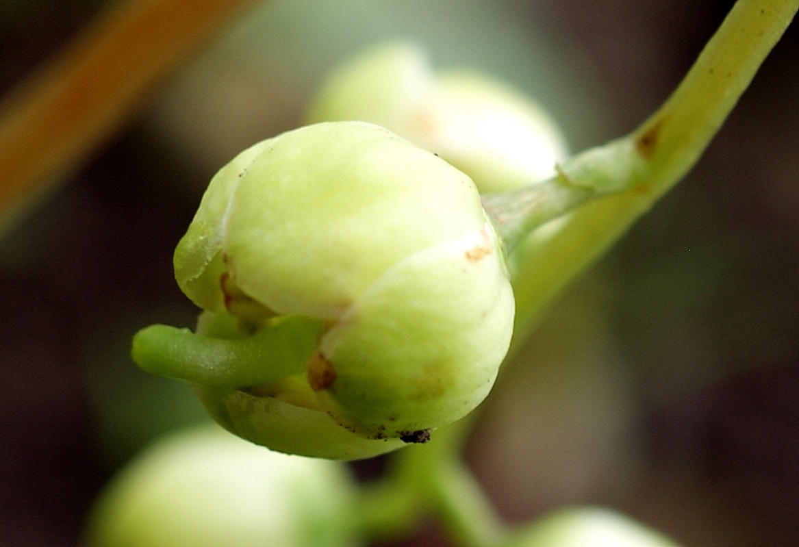 Image of Pyrola renifolia specimen.