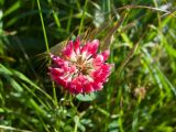 Trifolium hybridum ssp. elegans