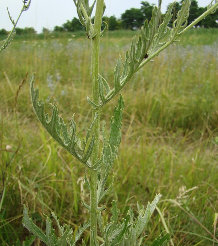 Image of Senecio grandidentatus specimen.