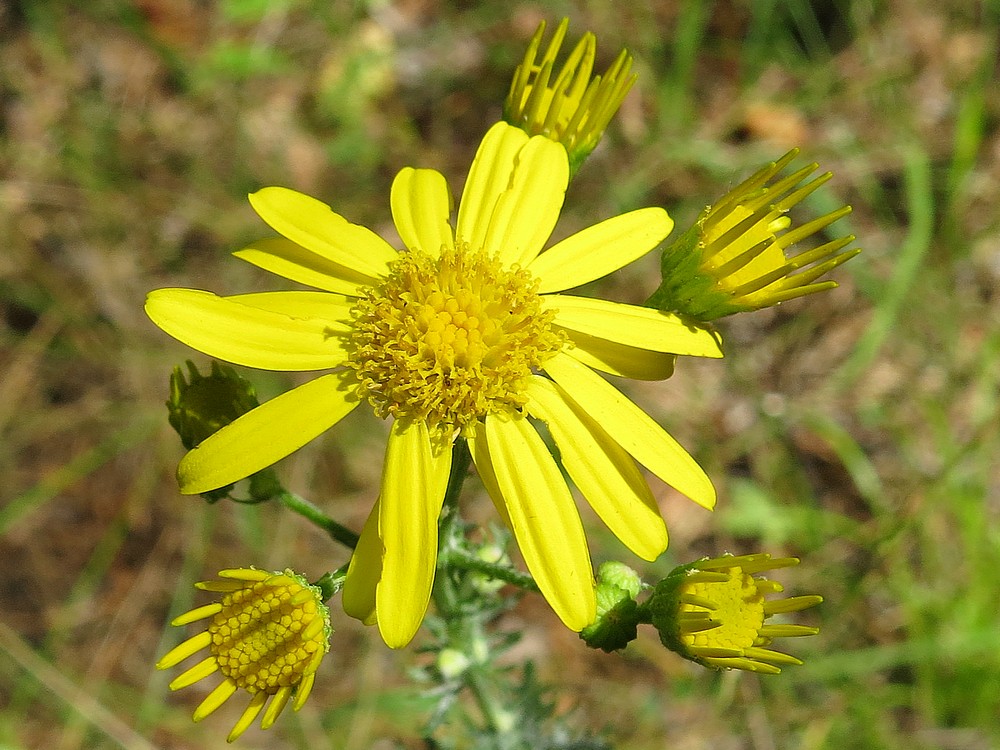 Image of Senecio jacobaea specimen.