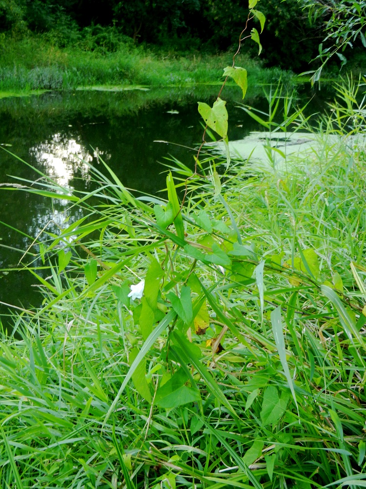 Image of Calystegia sepium specimen.