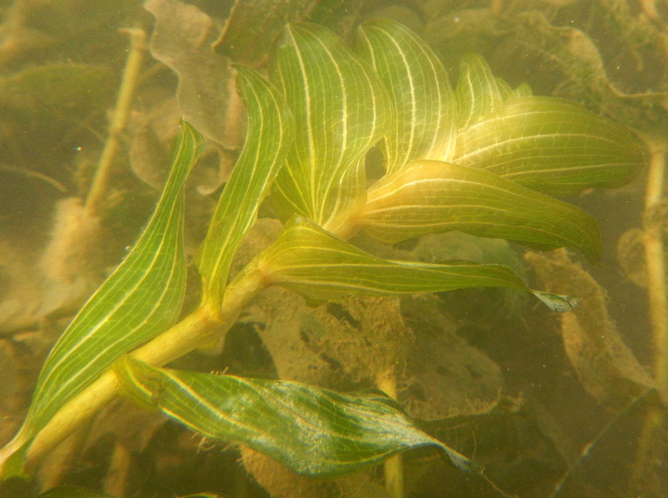 Изображение особи Potamogeton perfoliatus.