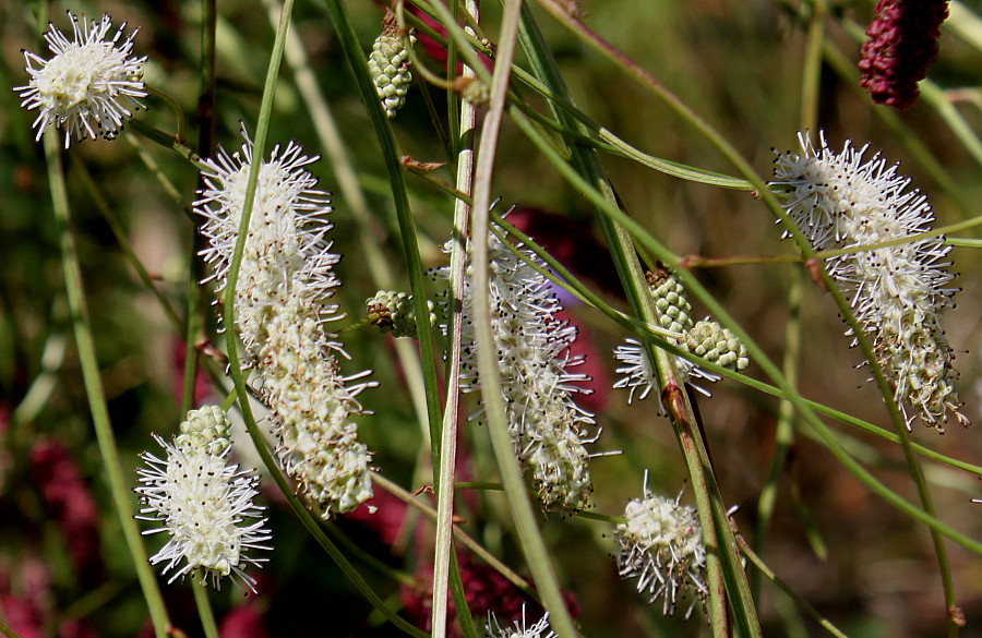 Image of Sanguisorba parviflora specimen.