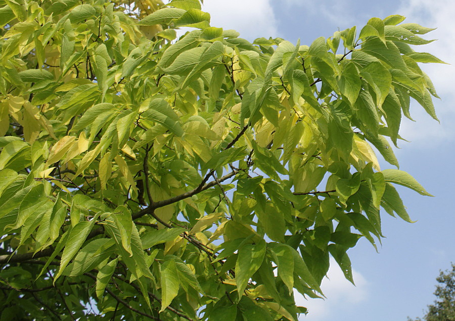 Image of genus Celtis specimen.