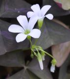 Oxalis triangularis