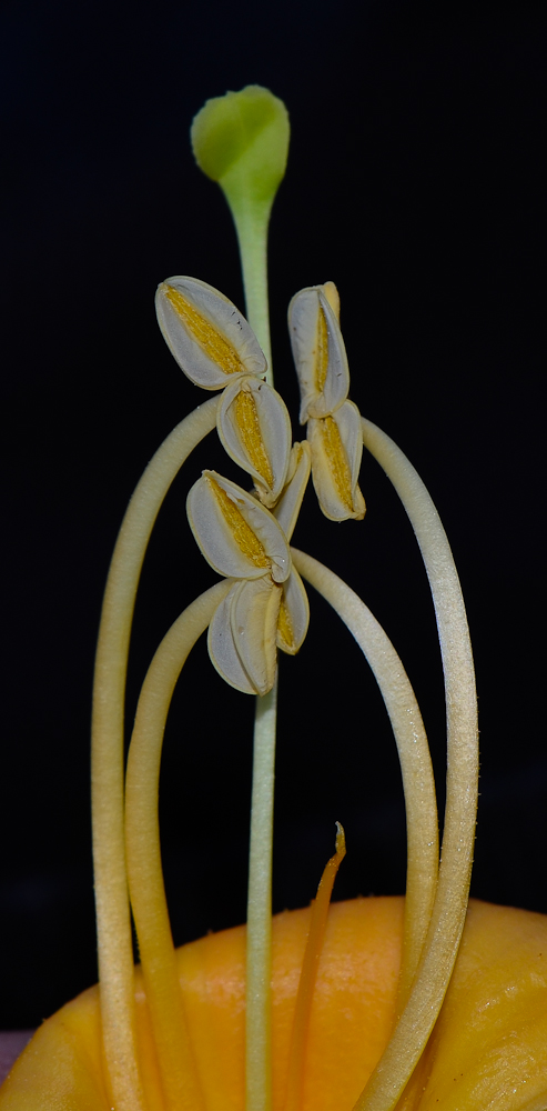 Image of Campsis radicans specimen.