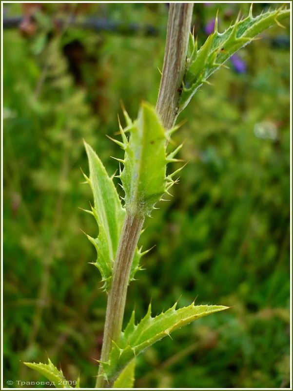 Image of Carlina biebersteinii specimen.