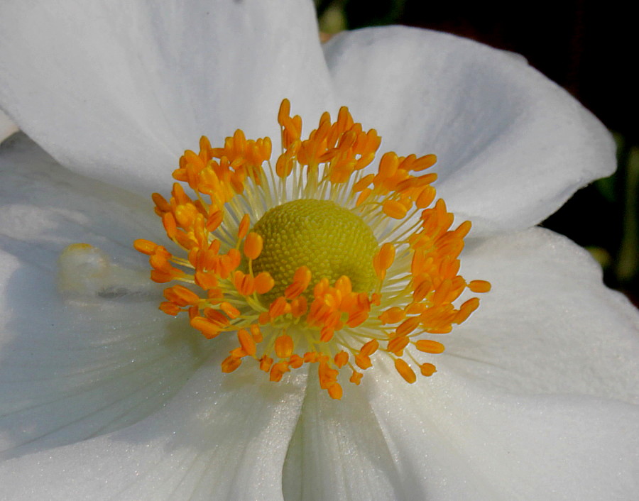 Image of Anemone vitifolia specimen.