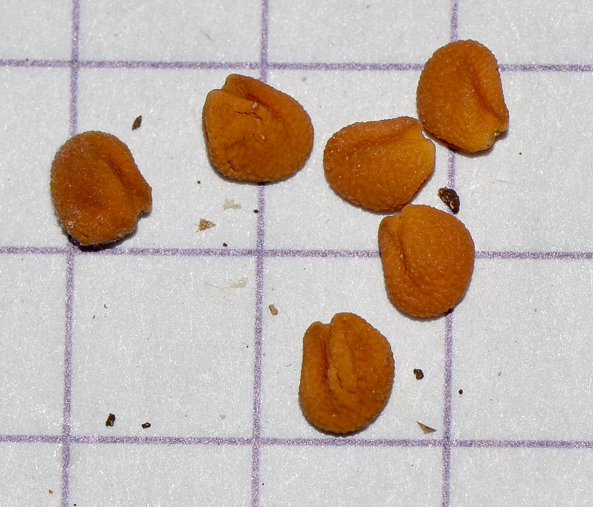 Image of Medicago orbicularis specimen.