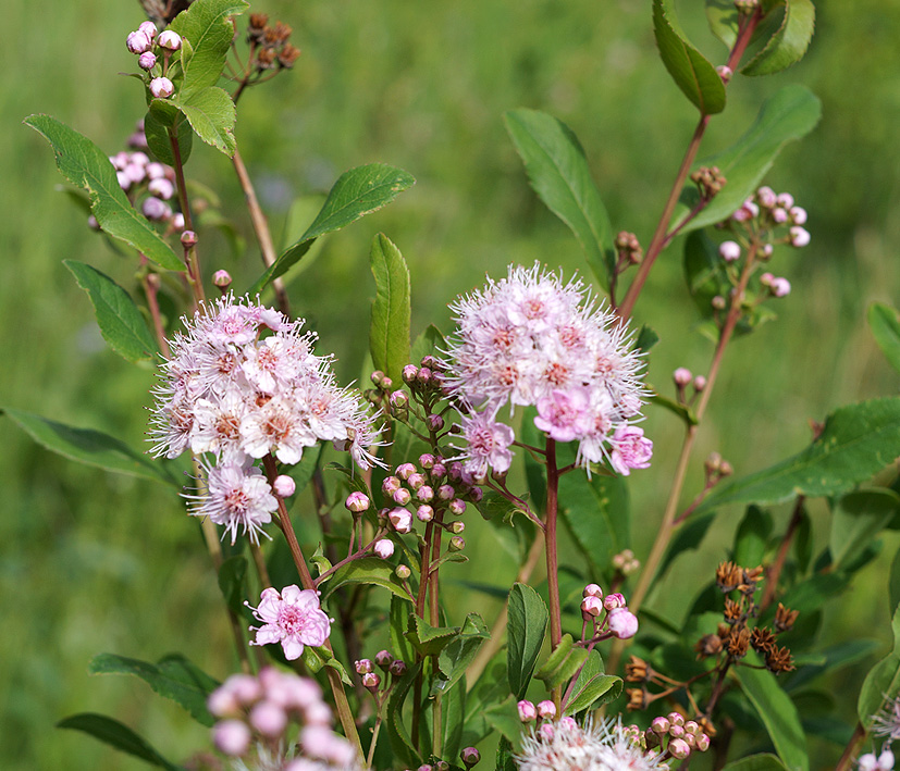 Изображение особи Spiraea salicifolia.