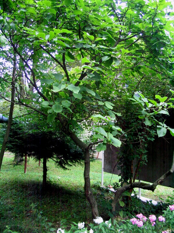 Image of genus Magnolia specimen.