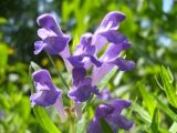 Scutellaria baicalensis