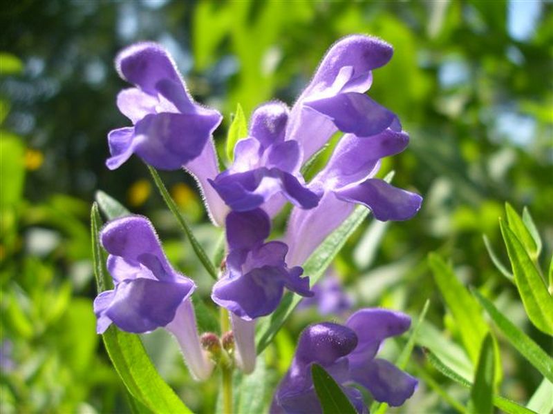 Изображение особи Scutellaria baicalensis.