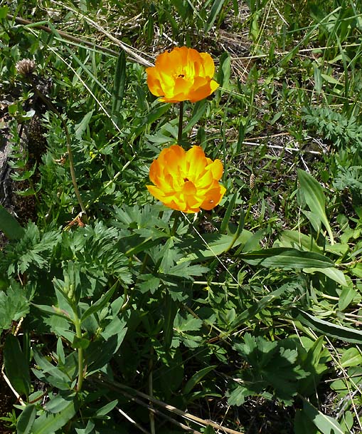 Image of genus Trollius specimen.