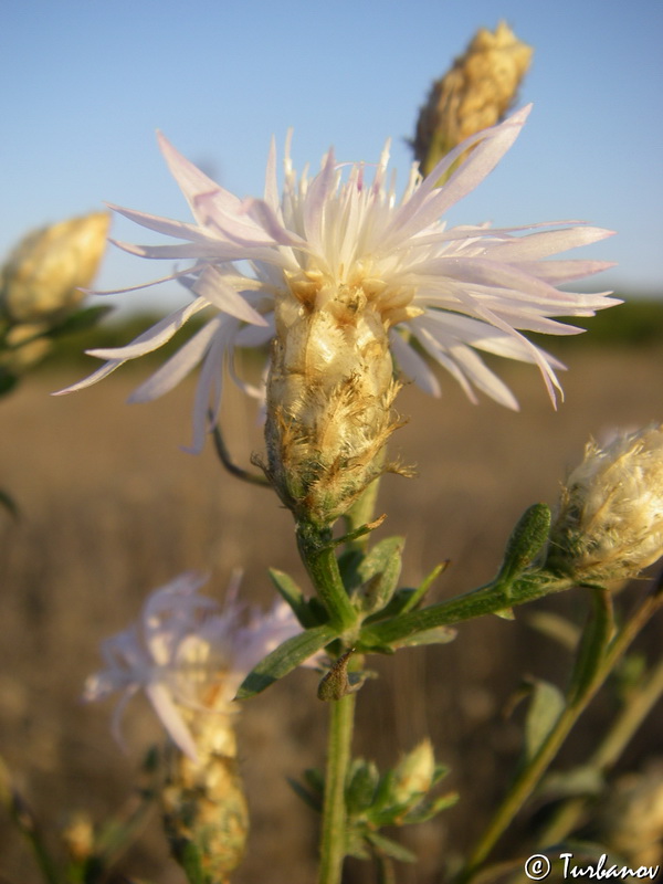 Изображение особи род Centaurea.