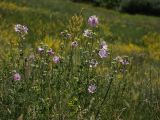 Malva thuringiaca