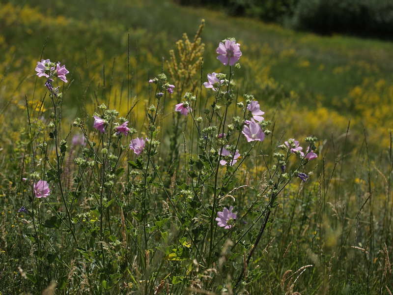 Image of Malva thuringiaca specimen.