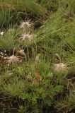 Pulsatilla campanella