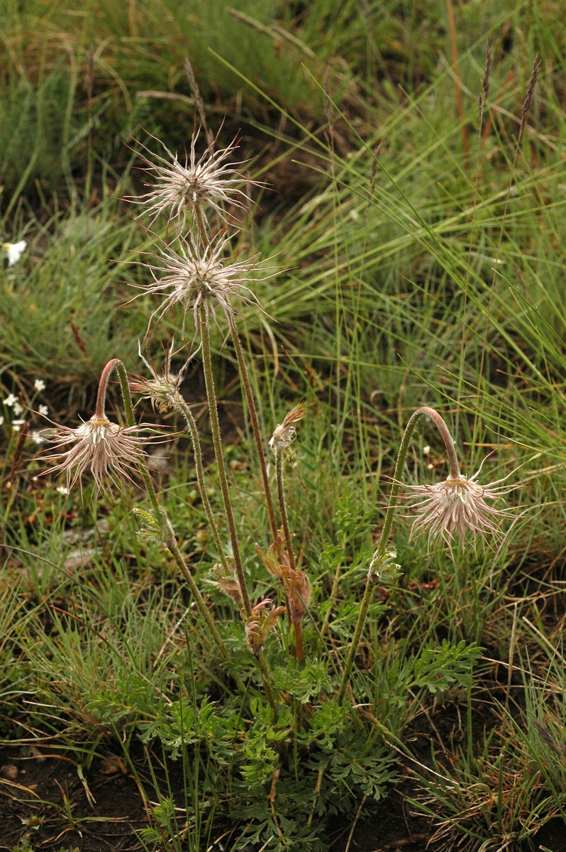 Изображение особи Pulsatilla campanella.