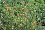 Papaver laevigatum