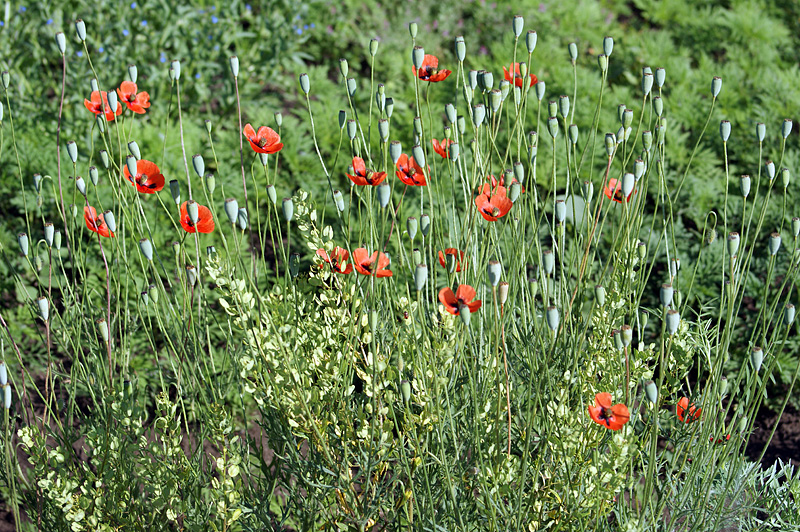 Image of Papaver laevigatum specimen.