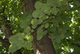 Tilia petiolaris