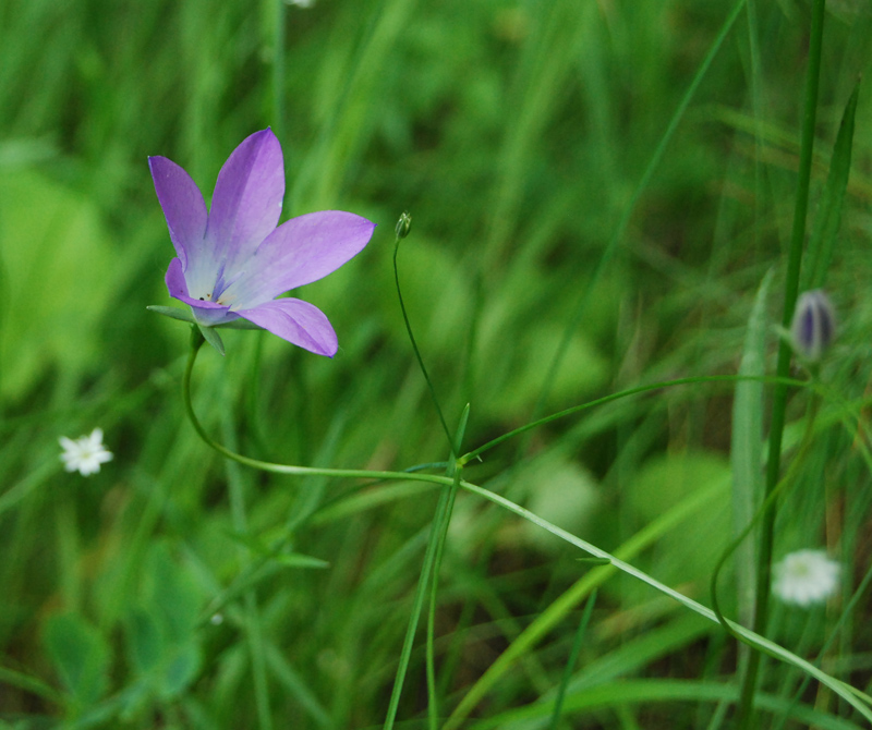 Изображение особи Campanula altaica.