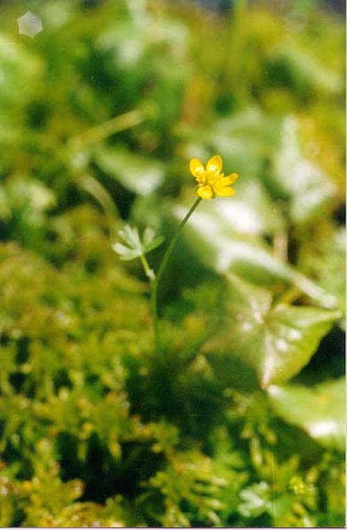 Image of Ranunculus gmelinii specimen.