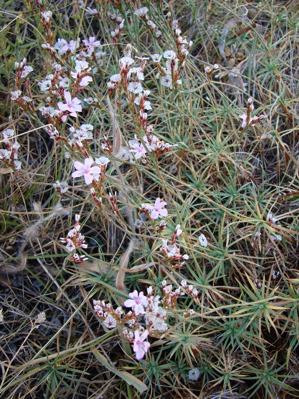 Image of Acantholimon alberti specimen.