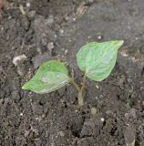 Parthenocissus quinquefolia