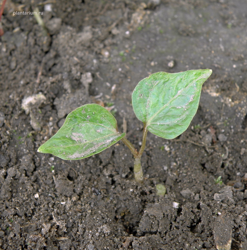 Image of Parthenocissus quinquefolia specimen.