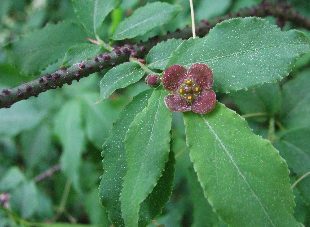 Изображение особи Euonymus verrucosus.