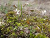 Erophila praecox. Цветущие и плодоносящие растения. Краснодарский край, м/о г. Новороссийск, окр. пос. Абрау-Дюрсо, можжевеловое редколесье. 21.03.2015.