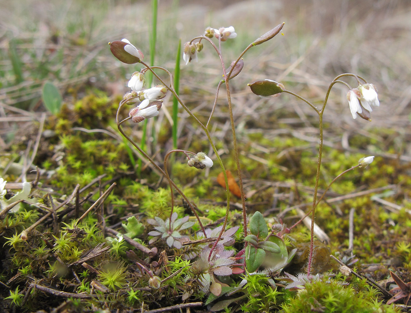 Изображение особи Erophila praecox.