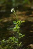 Cardamine amara. Цветущее и плодоносящее растение на мелководье. Ленинградская обл., Волосовский р-н, исток р. Оредеж. 19.07.2014.