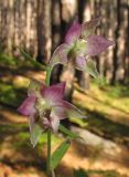 Epipactis distans. Цветки. Крым, окр. Ялты, гора Лапата, сосновый лес. 5 июля 2015 г.