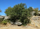 Quercus rotundifolia. Вегетирующее растение. Испания, Андалусия, национальный парк Torcal de Antequera. Август 2015 г.