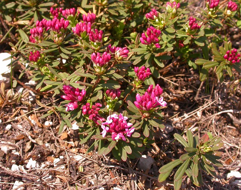 Image of Daphne cneorum specimen.