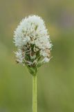 Traunsteinera sphaerica. Соцветие. Адыгея, Майкопский р-н, плато Лаго-Наки, хр. Каменное море. 19.07.2015.