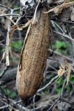 Luffa aegyptiaca. Высохший плод. Андаманские острова, остров Хейвлок, в поселке у дороги. 31.12.2014.